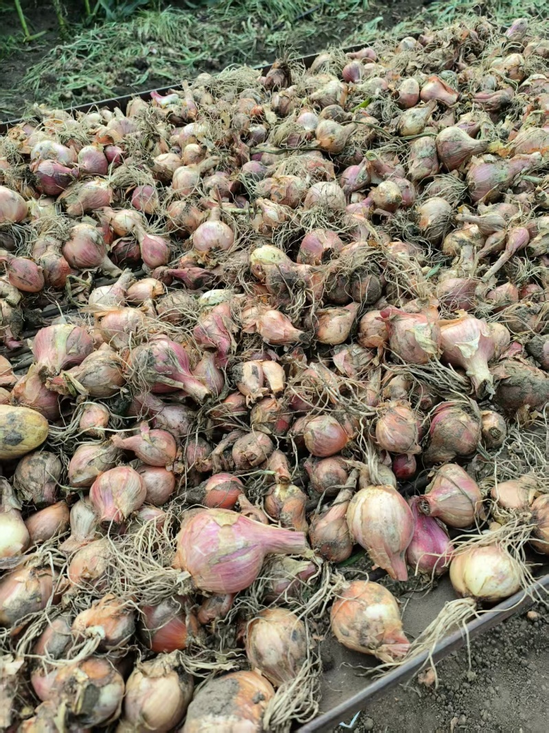 毛葱头