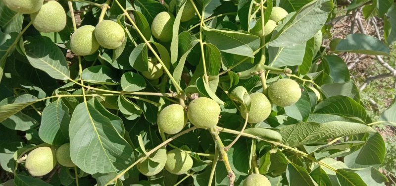 河北省石家庄灵寿县薄皮核桃优质辽系清香香菱