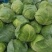 本地露天甘蓝集中出货现拉现砍货源充沛诚信可靠
