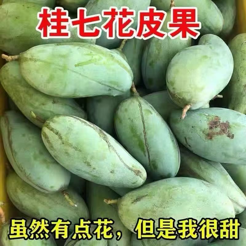 桂七芒