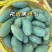 桂七芒