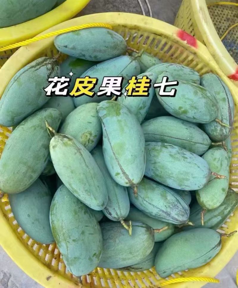 桂七芒