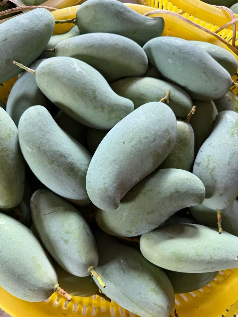 桂七芒