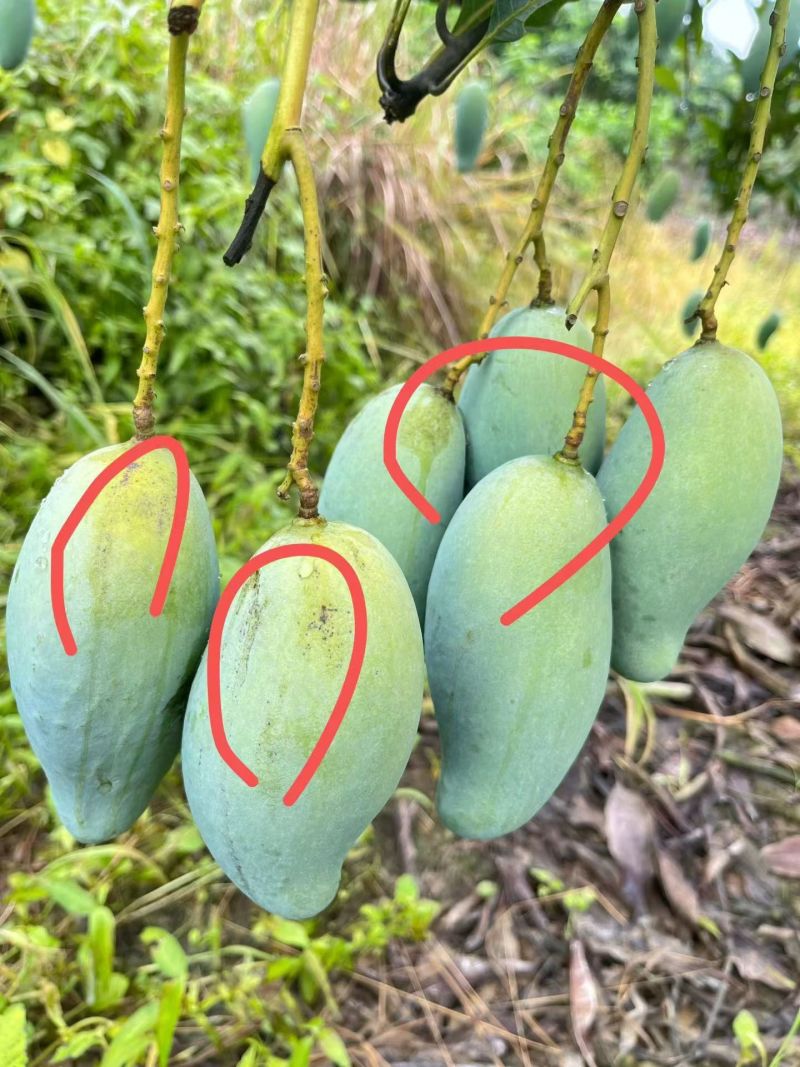 桂七芒