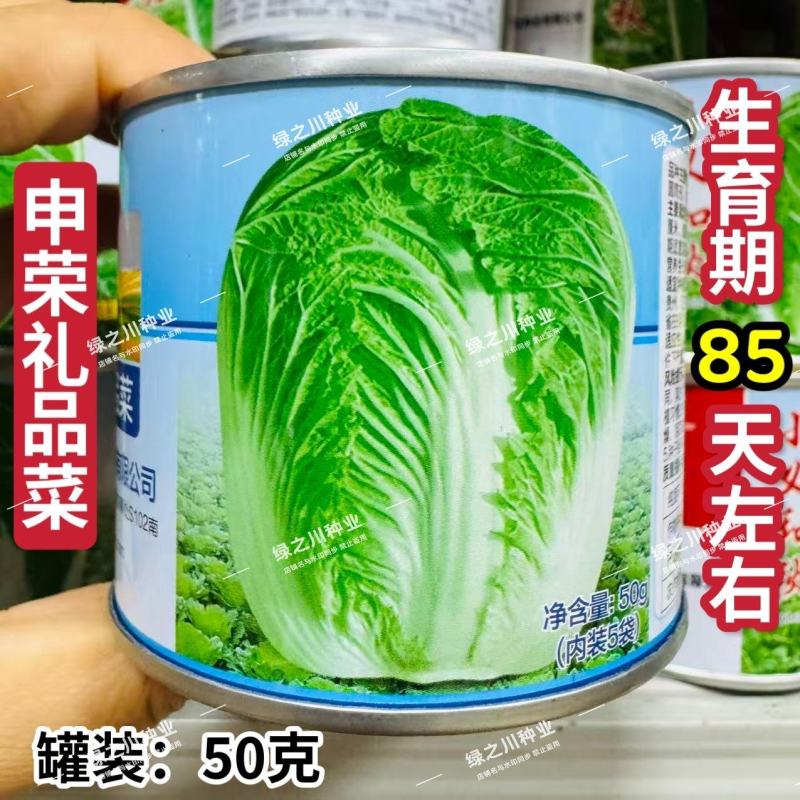 申荣礼品菜大白菜种子85天中晚熟山东大白菜种子高产秋季
