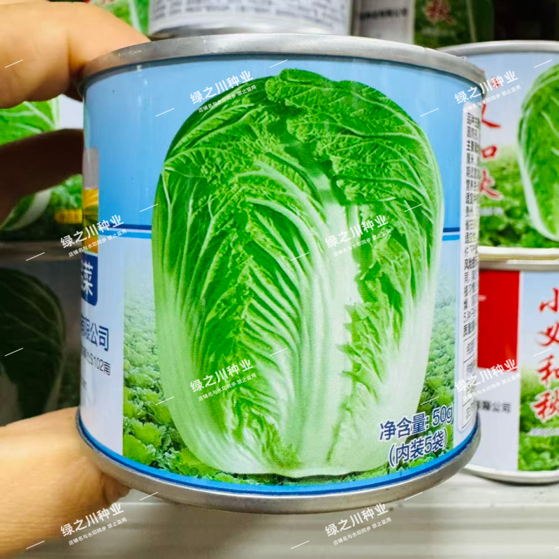 申荣礼品菜大白菜种子85天中晚熟山东大白菜种子高产秋季