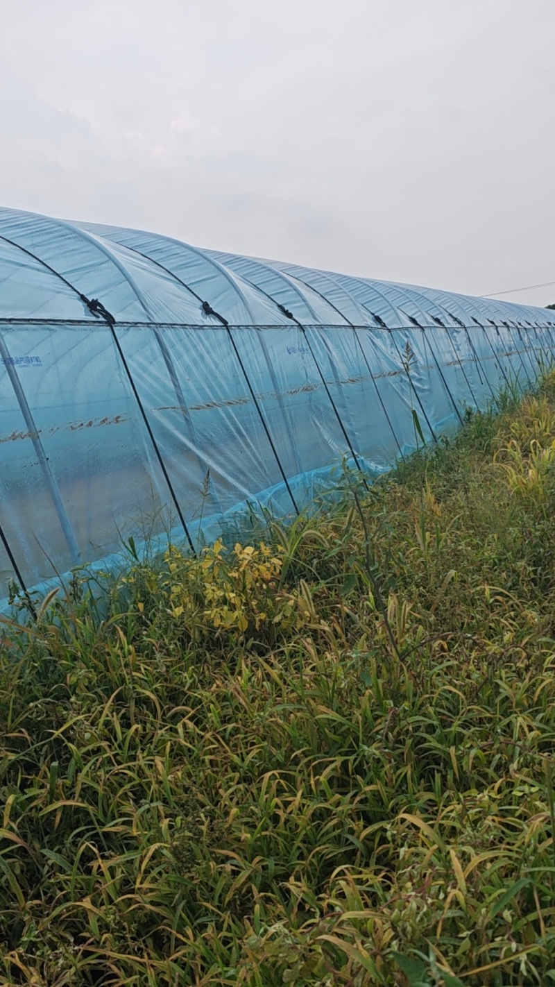 法国皇后优质芹菜苗颗颗粗壮根系发达大量有货需要的马上与我