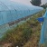 法国皇后优质芹菜苗颗颗粗壮根系发达大量有货需要的马上与我