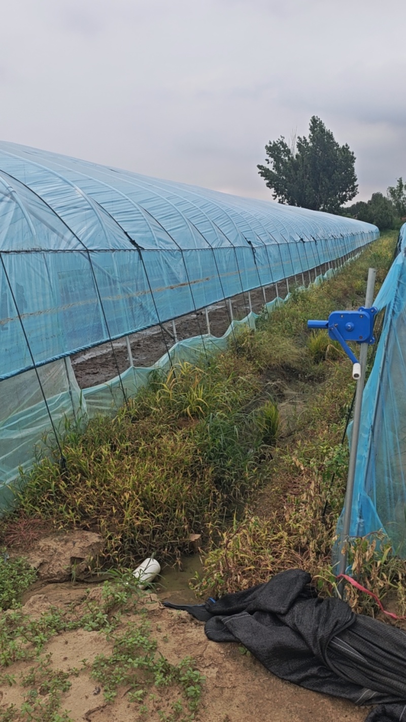 法国皇后优质芹菜苗颗颗粗壮根系发达大量有货需要的马上与我