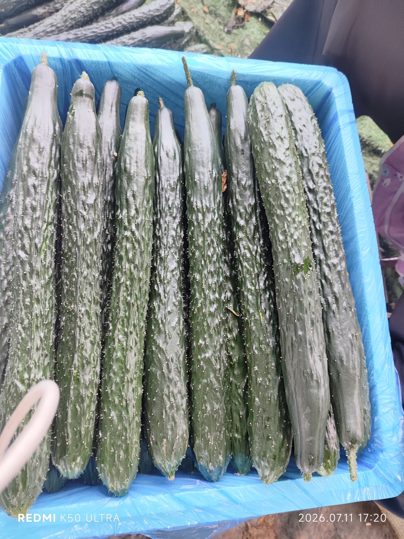 密刺黄瓜