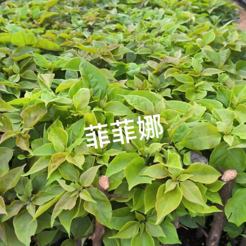 100多个品种三角梅袋苗，基地批发，质优价美，保证对版
