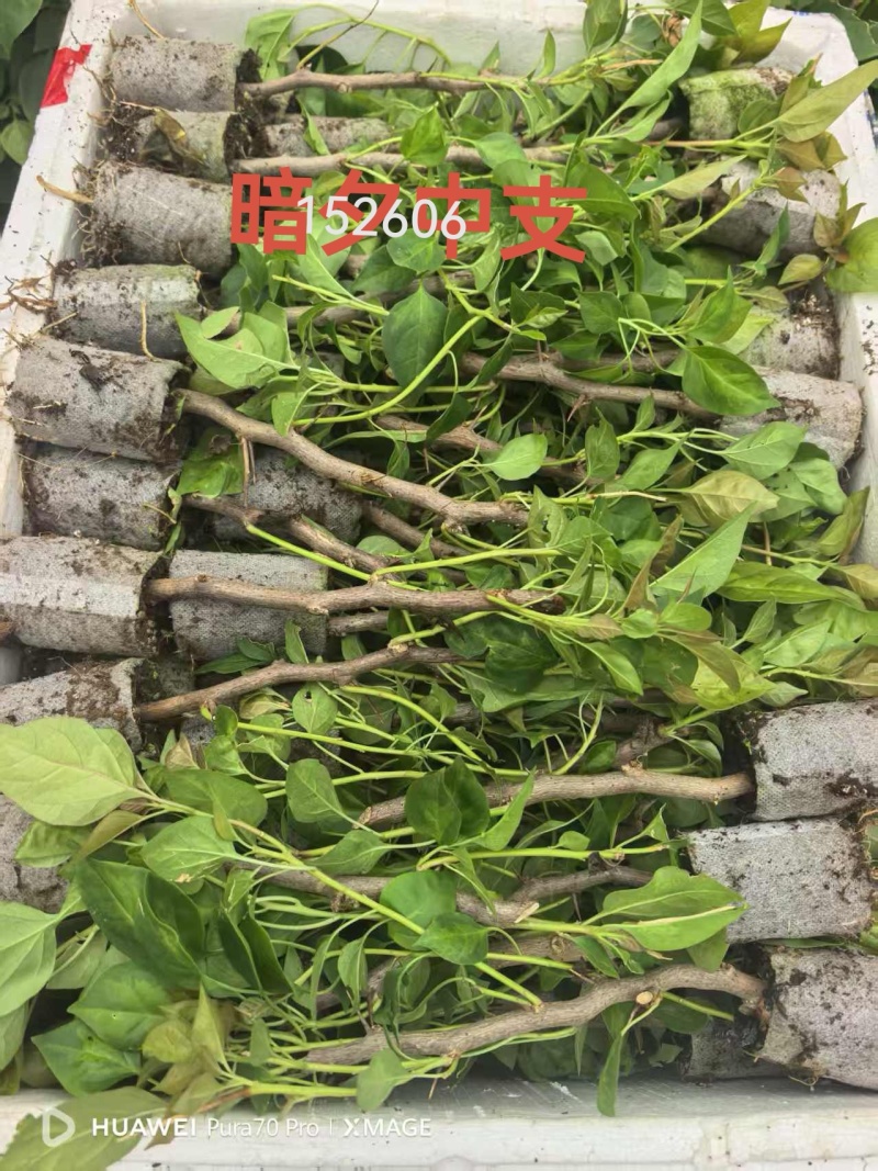100多个品种三角梅袋苗，基地批发，质优价美，保证对版
