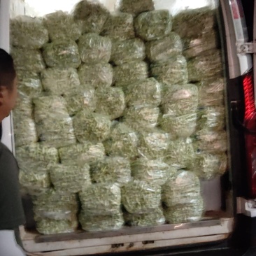 大门白芸豆