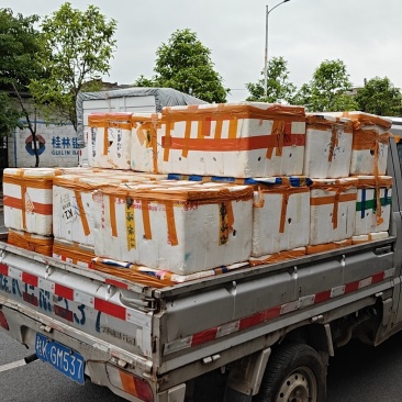 广西产地钦蜜9号黄金百香果，分级清晰，大果占6成，