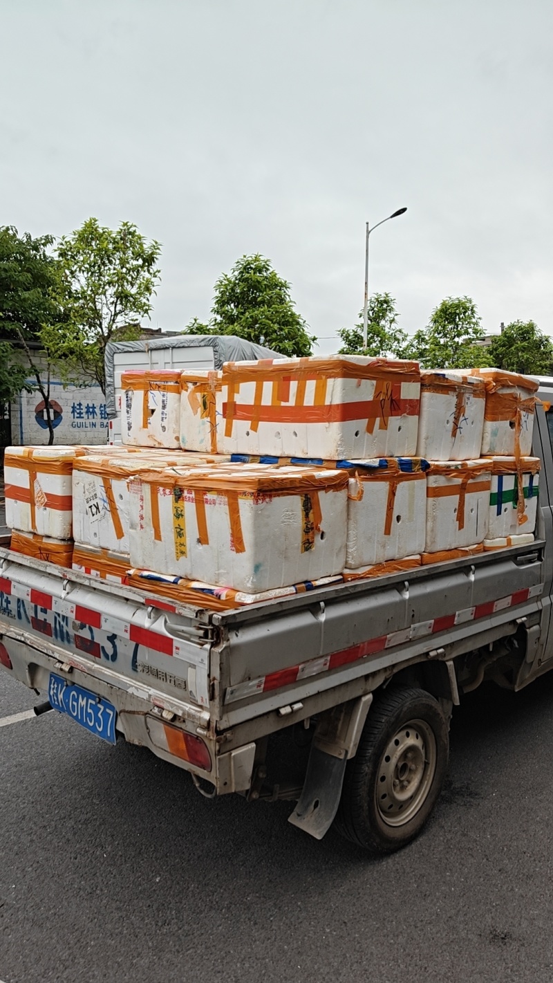 广西产地钦蜜9号黄金百香果，分级清晰，大果占6成，