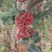 四川大凉山盐源县鲜花椒