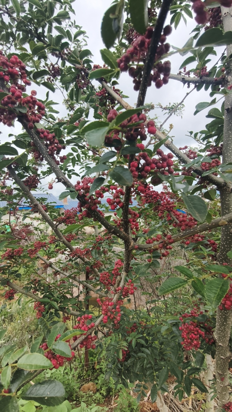 四川大凉山盐源县鲜花椒