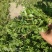 野生马齿菜