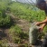 野生马齿菜