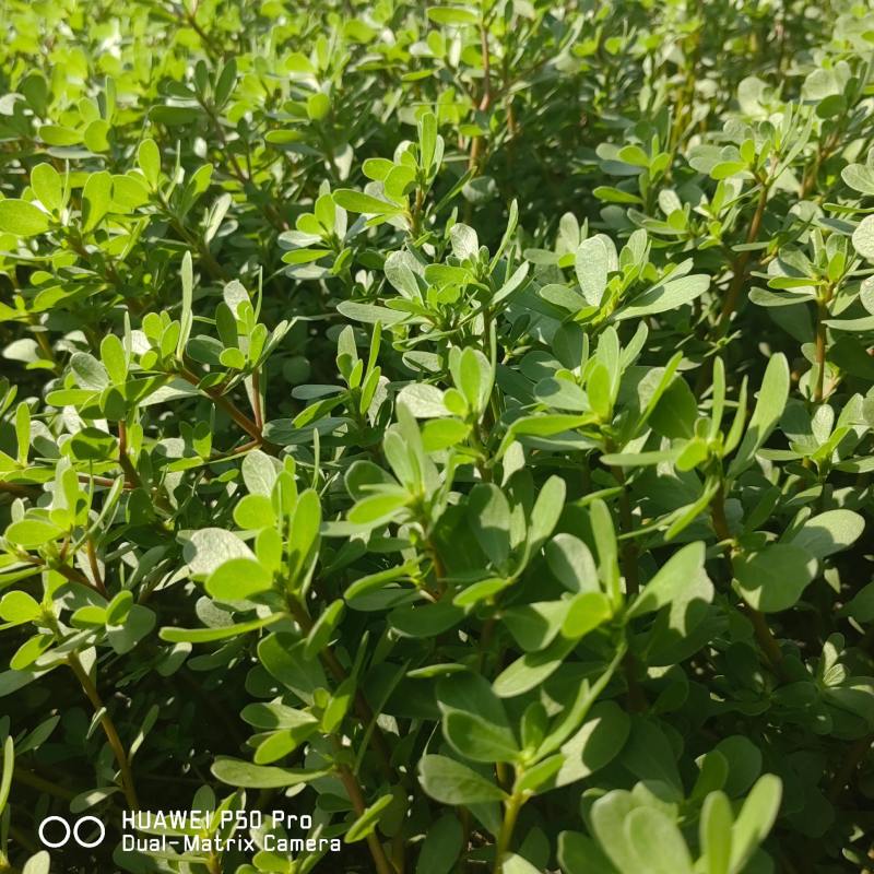 野生马齿菜