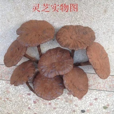 江西不苦长腿带粉紫灵芝