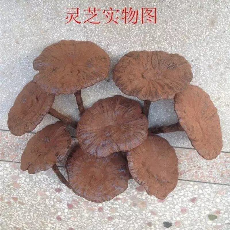 江西不苦长腿带粉紫灵芝