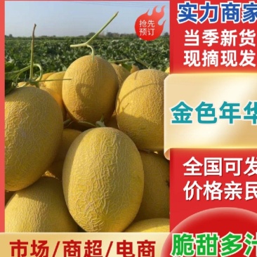 甘肃民勤金色年华西州蜜金红宝大量供应电商市