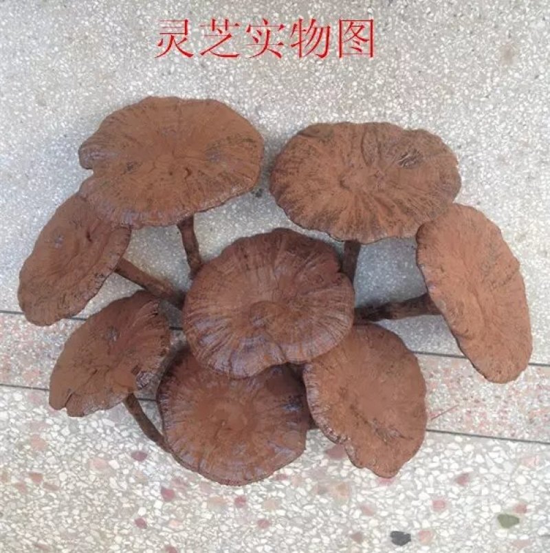 江西不苦长腿带粉紫灵芝