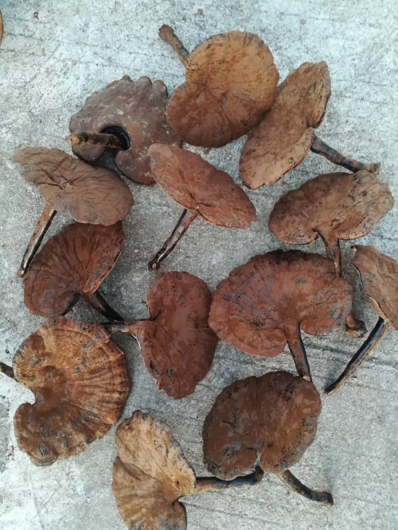 江西不苦长腿带粉紫灵芝
