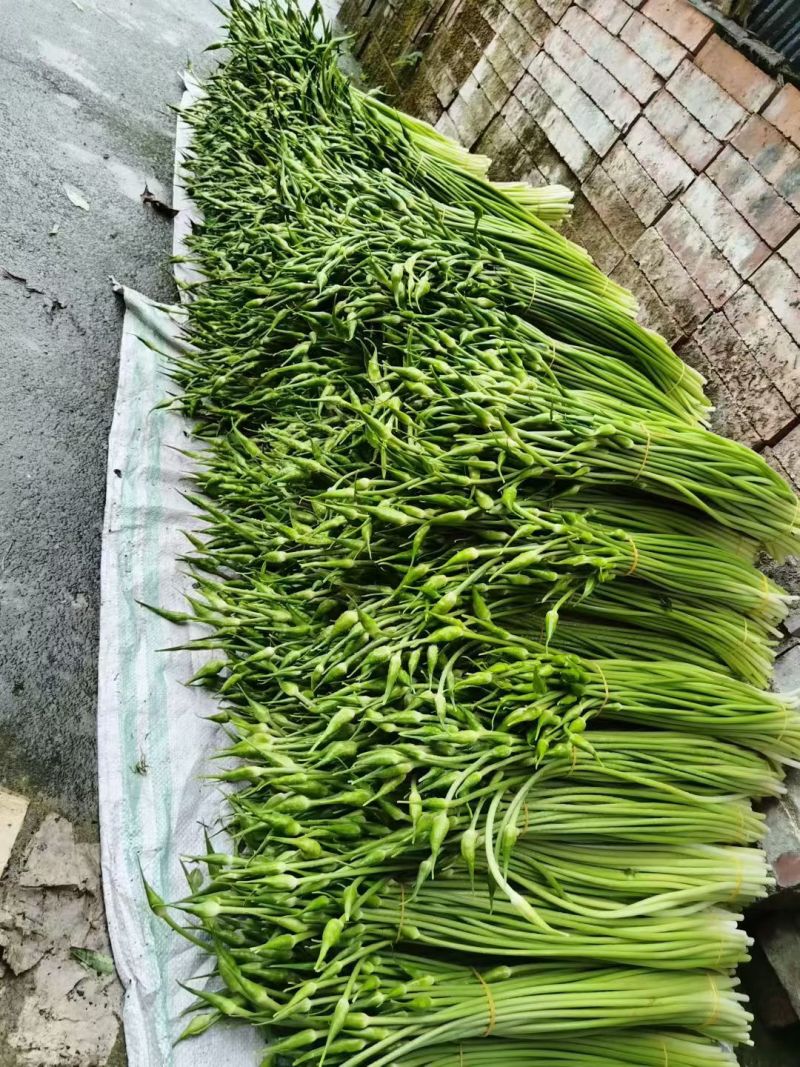 高山韭菜苔，批发***********