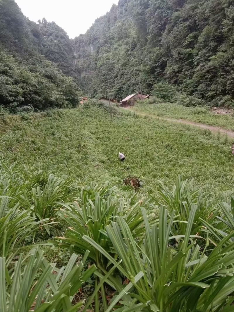 高山韭菜苔，批发***********