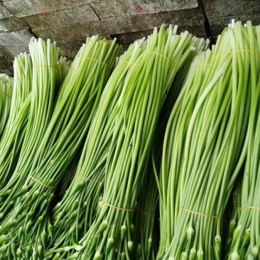高山韭菜苔，批发***********
