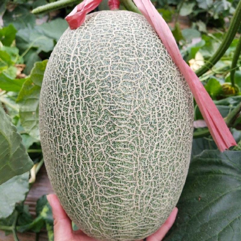 哈密瓜西州蜜大量供应电商市场商超量大从优
