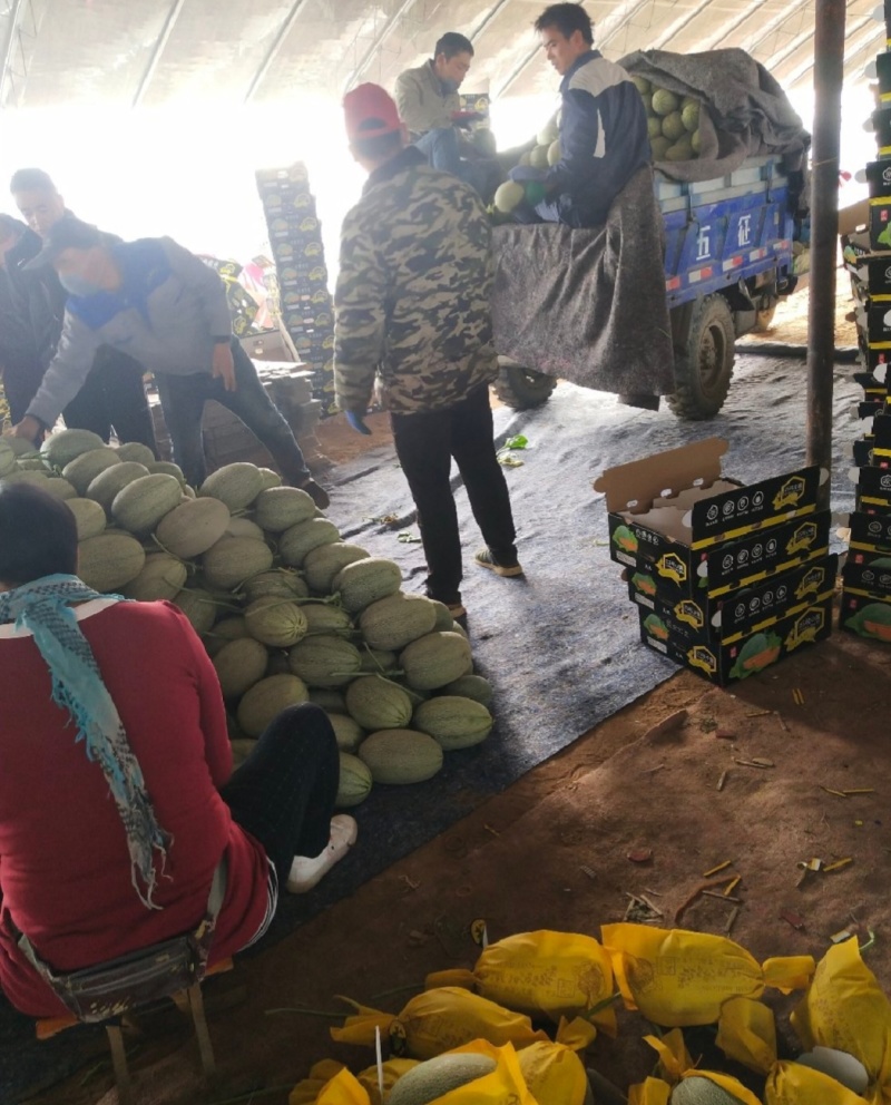 哈密瓜西州蜜大量供应电商市场商超量大从优