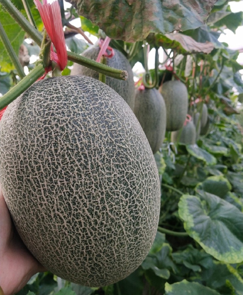 哈密瓜西州蜜大量供应电商市场商超量大从优