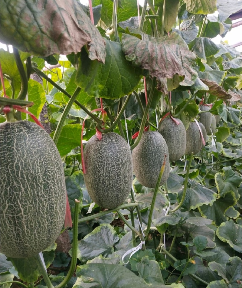 哈密瓜西州蜜大量供应电商市场商超量大从优