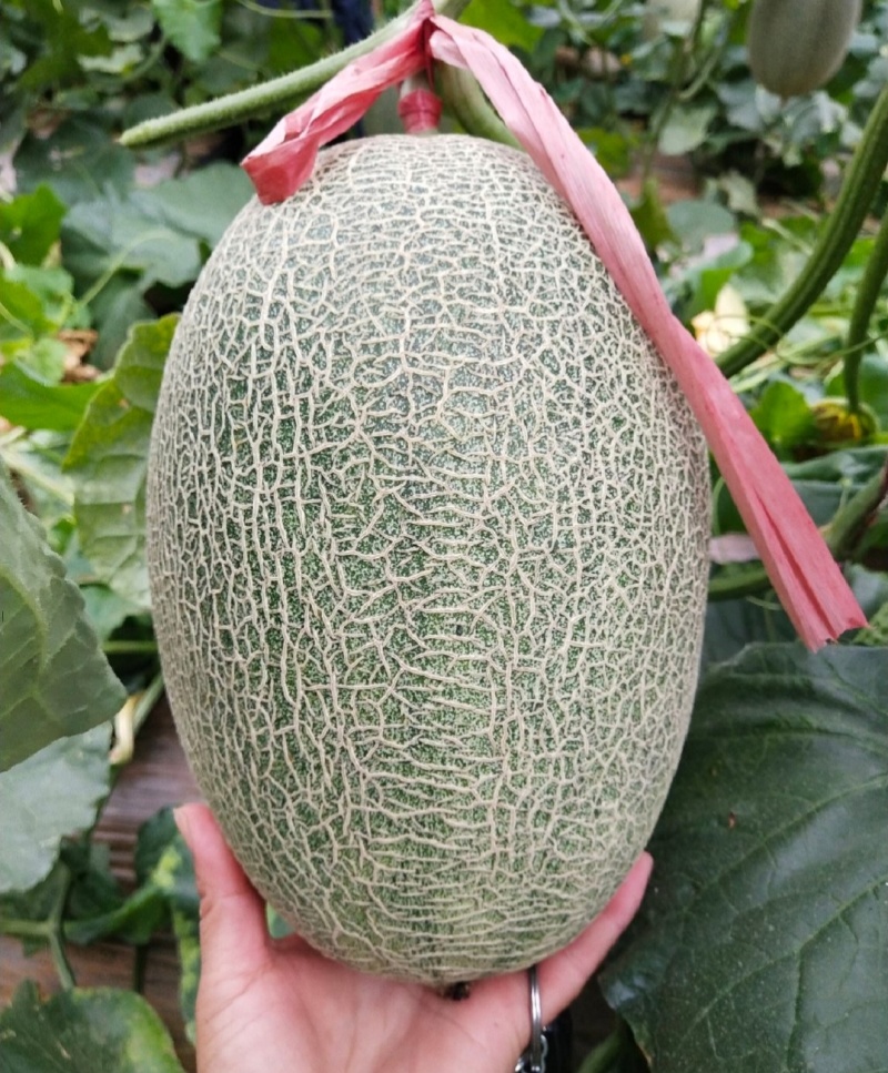 哈密瓜西州蜜大量供应电商市场商超量大从优