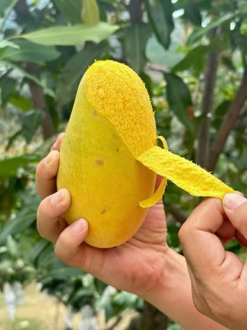 攀研二号芒果
