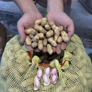 电商一件代发河南开封湿花生