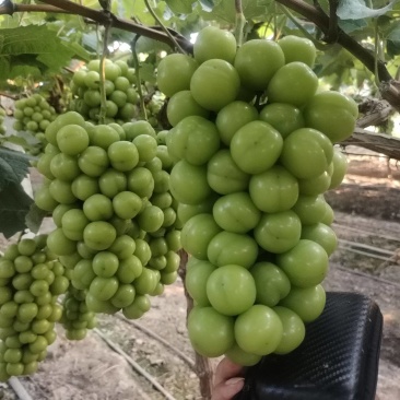 湖北阳光玫瑰
