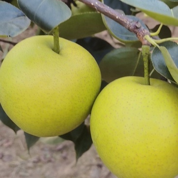皇冠梨