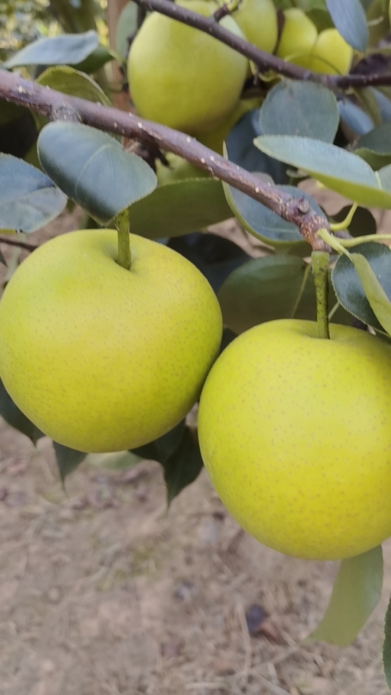 皇冠梨
