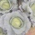 包菜白菜