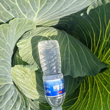 包菜白菜
