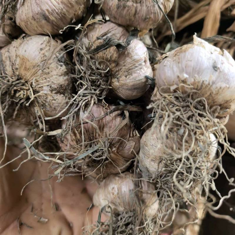 温江红七星大蒜种