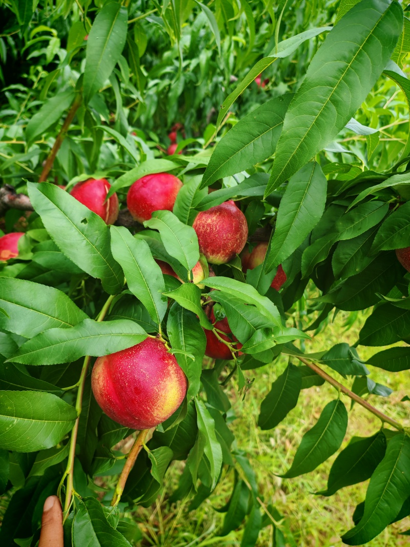 陕西咸阳淳化杠九油桃大量上市