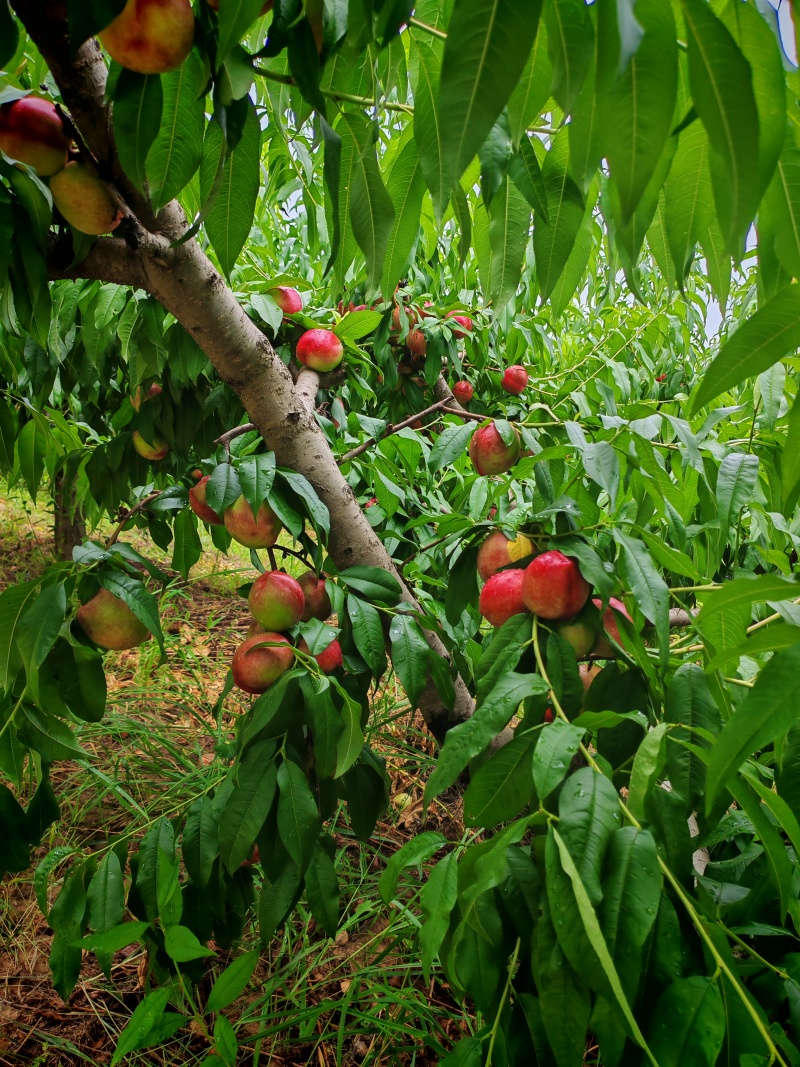 陕西咸阳淳化杠九油桃大量上市