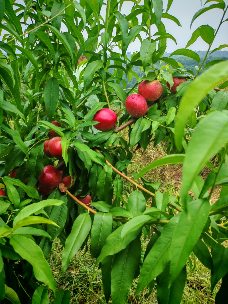 陕西咸阳淳化杠九油桃大量上市