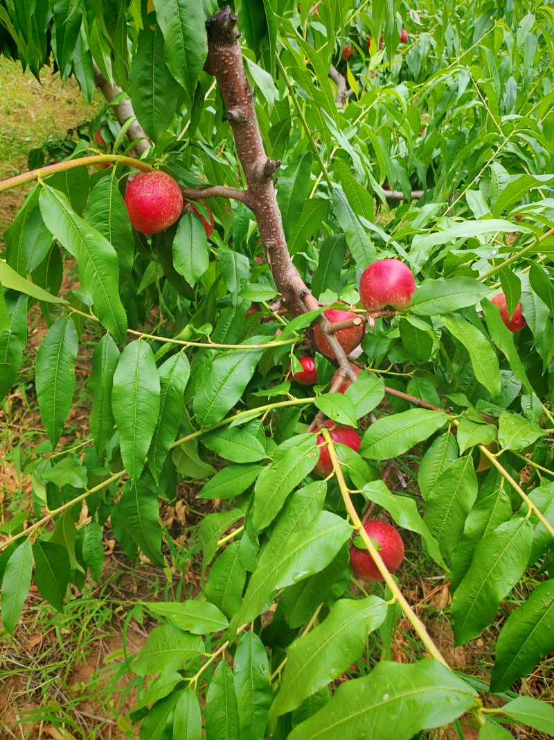 陕西咸阳淳化杠九油桃大量上市