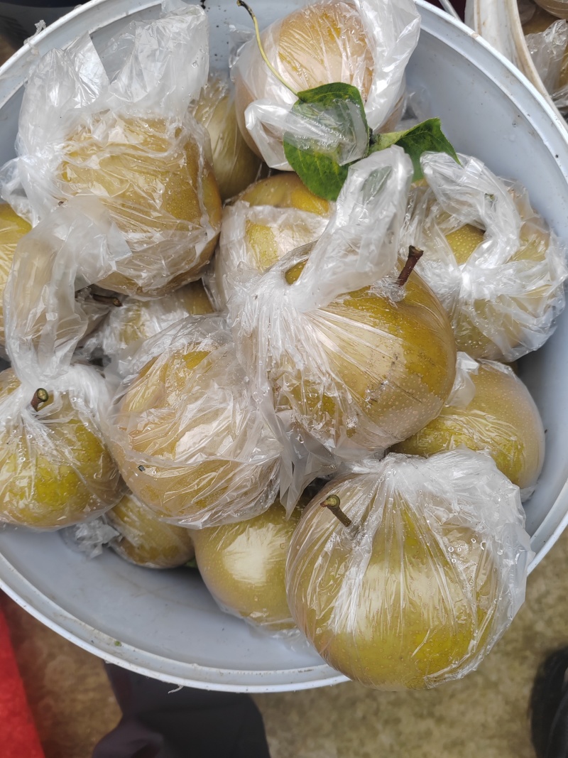 大量出售圆黄梨，黄花梨，皇冠梨，量大从优